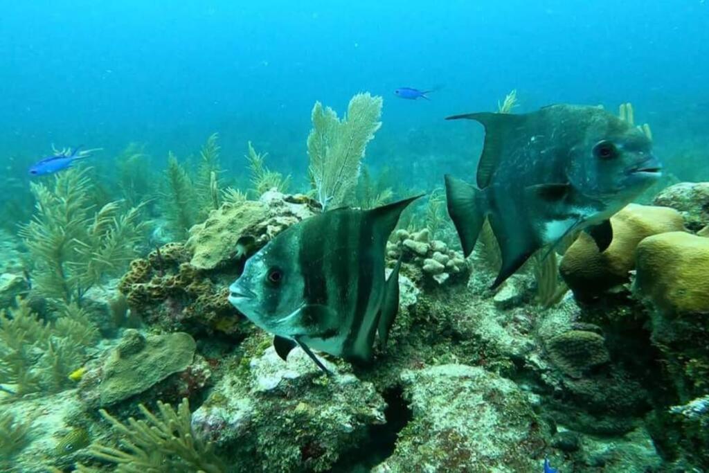 Vive Departamento De 2br Con Alberca, Cerca De Cenotes Y Aeropuerto Apartamento Tulum